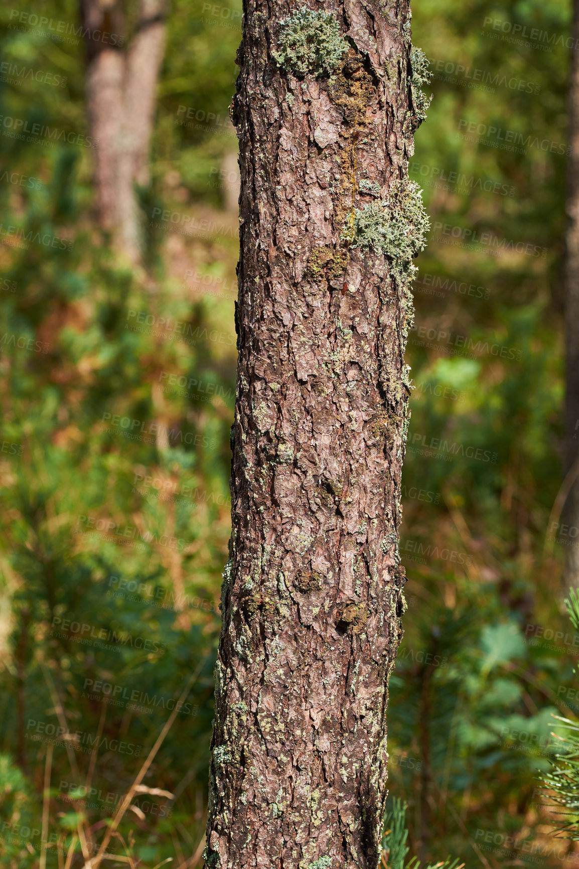 Buy stock photo Moss and algae growing on a slim pine tree trunk in a park or garden outdoors. Scenic and lush natural landscape with wooden texture of old bark on a sunny day in a remote and calm meadow or forest