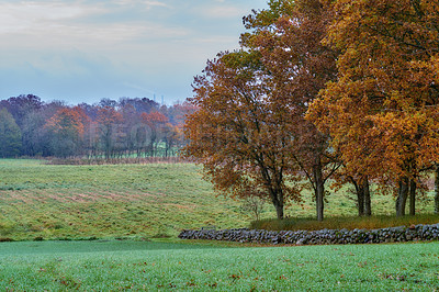 Buy stock photo Copyspace and scenic landscape of grassy meadows and forest trees with a cloudy blue sky. Farmland with green grass and brown leaves during Autumn. View of remote grassland in the countryside