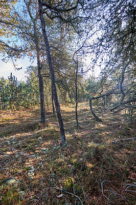 Buy stock photo Pine trees growing in a forest with dry grass and plants. Scenic landscape of tall and thin wooden trunks with bare branches in nature during autumn. Uncultivated and wild shrubs growing in the woods