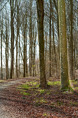 Buy stock photo The forest in late winter - early spring