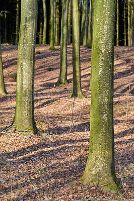 Buy stock photo The forest in late winter - early spring