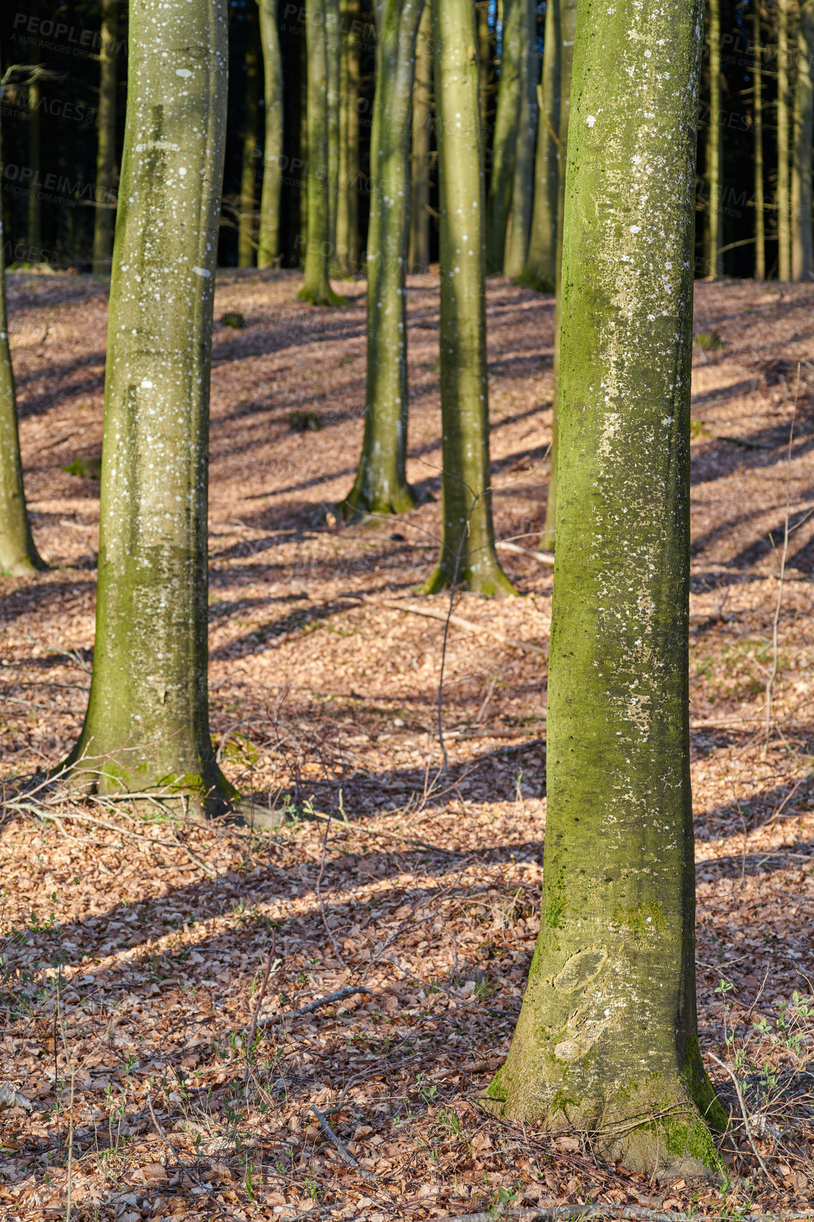 Buy stock photo The forest in late winter - early spring