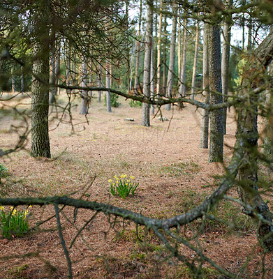 Buy stock photo The forest in late winter - early spring