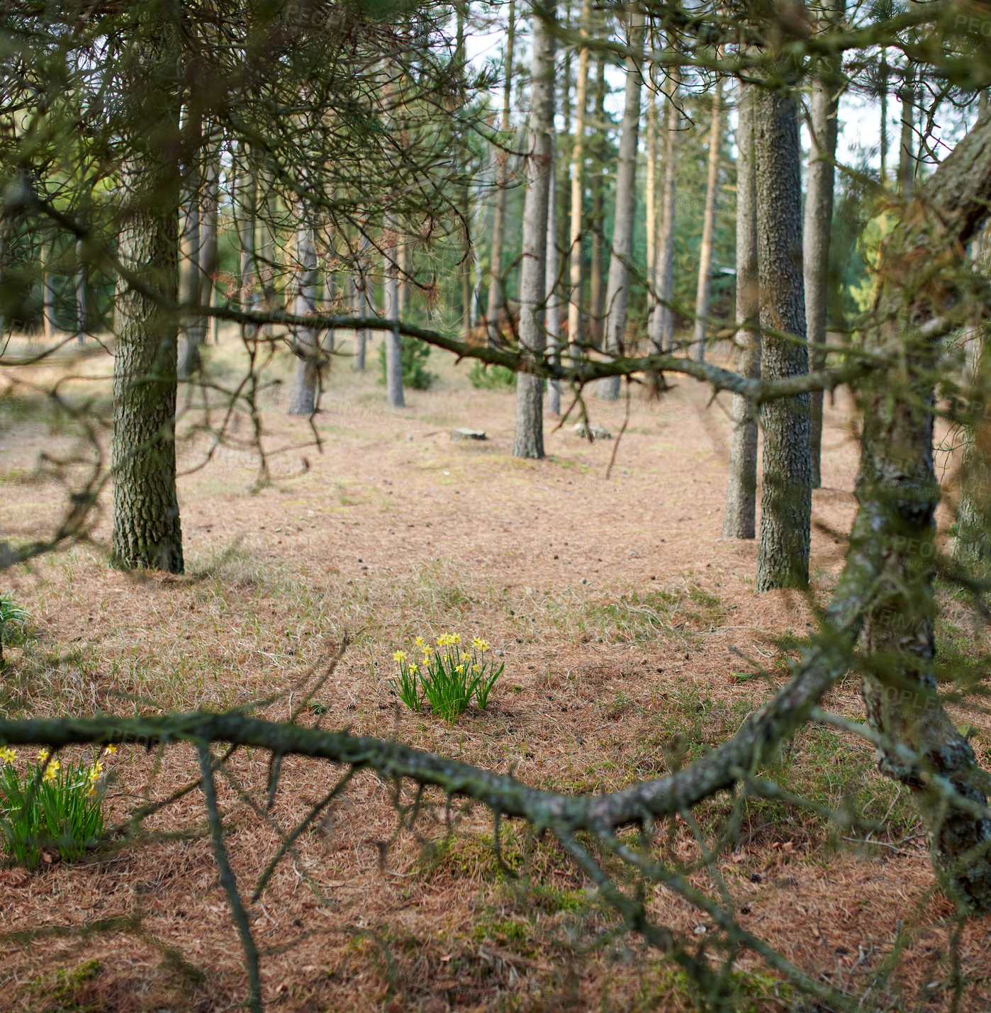 Buy stock photo The forest in late winter - early spring