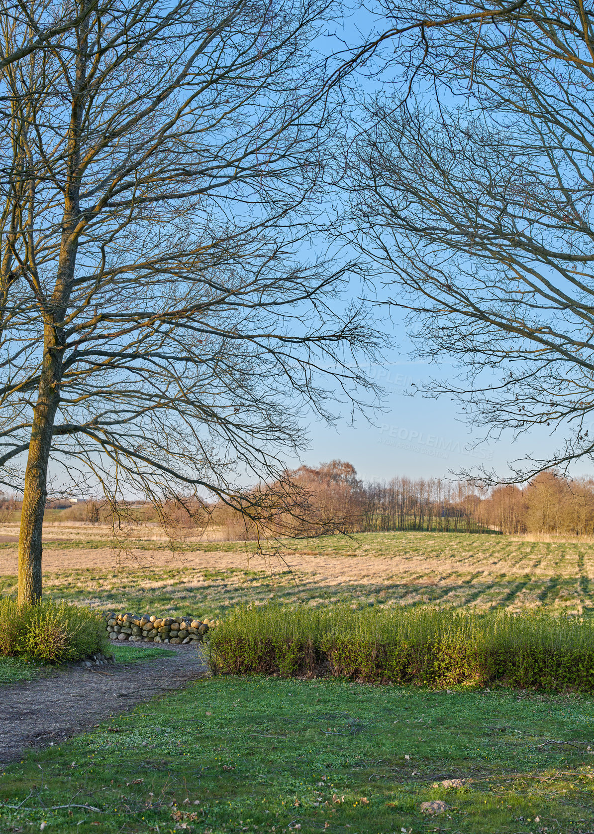 Buy stock photo The forest in late winter - early spring