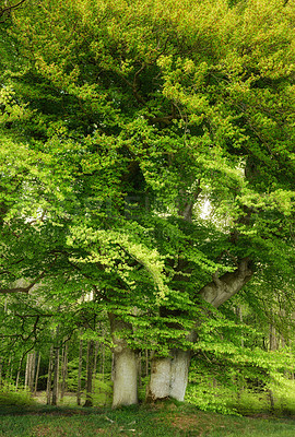 Buy stock photo A photo of green and lush forest