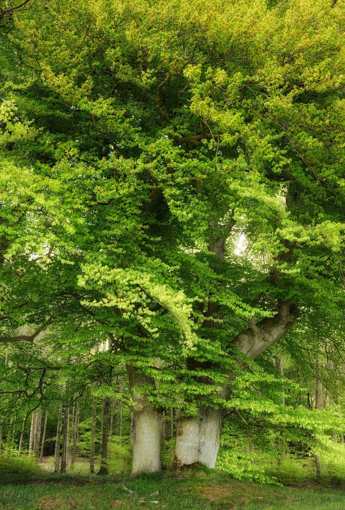 Buy stock photo A photo of green and lush forest