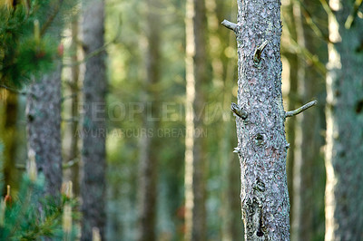 Buy stock photo Closeup of trunks of pine trees in a green forest in the mountain in nature. Secluded woodland filled with big trees for adventure, hiking during a holiday. Deserted woods with lush vegetation