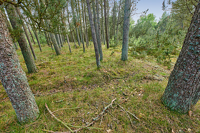 Buy stock photo Tall pine trees in a green forest in the mountains in nature. Secluded woods filled with greenery for walks and hiking during holidays. Remote grassland with lush scenery and flora for adventures