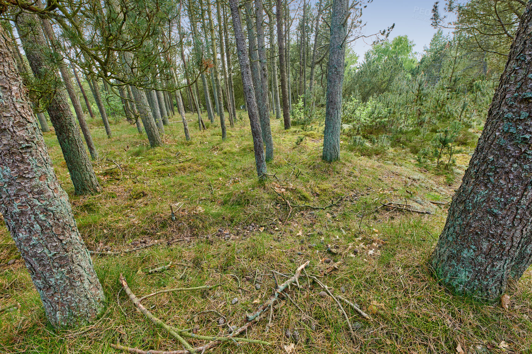 Buy stock photo Tall pine trees in a green forest in the mountains in nature. Secluded woods filled with greenery for walks and hiking during holidays. Remote grassland with lush scenery and flora for adventures