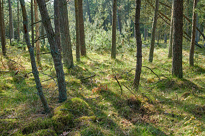 Buy stock photo Beautiful lush green forest in springtime, tall pine trees growing with nature in harmony and copyspace. Tranquil summer morning with a view of a zen, quiet jungle. Soothing nature with fresh air