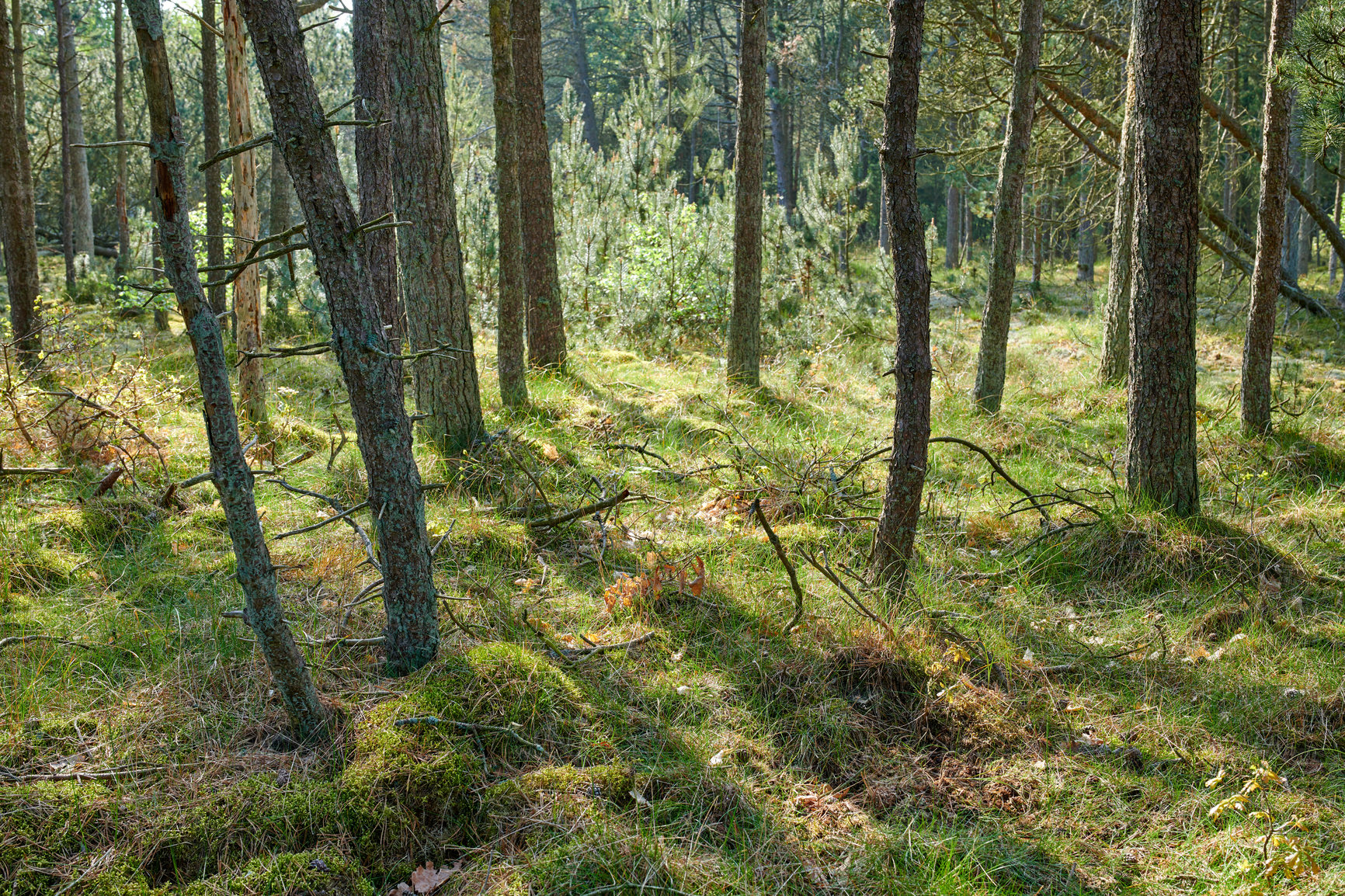 Buy stock photo Beautiful lush green forest in springtime, tall pine trees growing with nature in harmony and copyspace. Tranquil summer morning with a view of a zen, quiet jungle. Soothing nature with fresh air