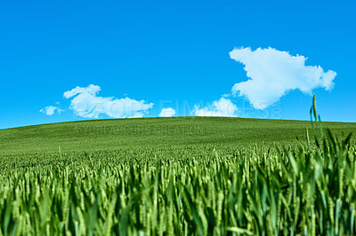 Buy stock photo Farmland in springtime - lots of copy space