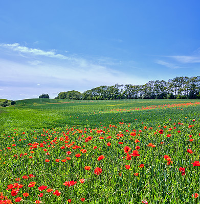 Buy stock photo A  photo of poppies in the countryside in early summer