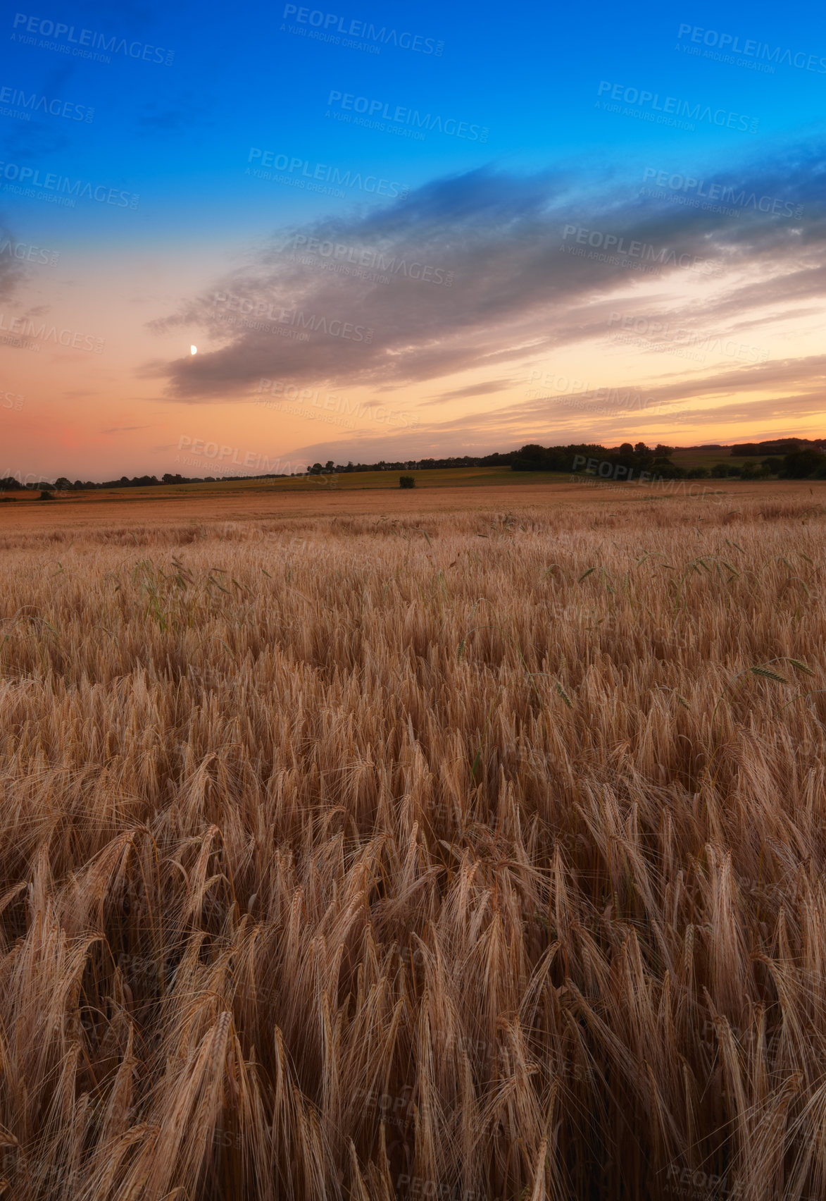 Buy stock photo Farmland ready for harvesting