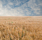 Time for harvest