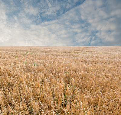 Buy stock photo Farmland ready for harvesting