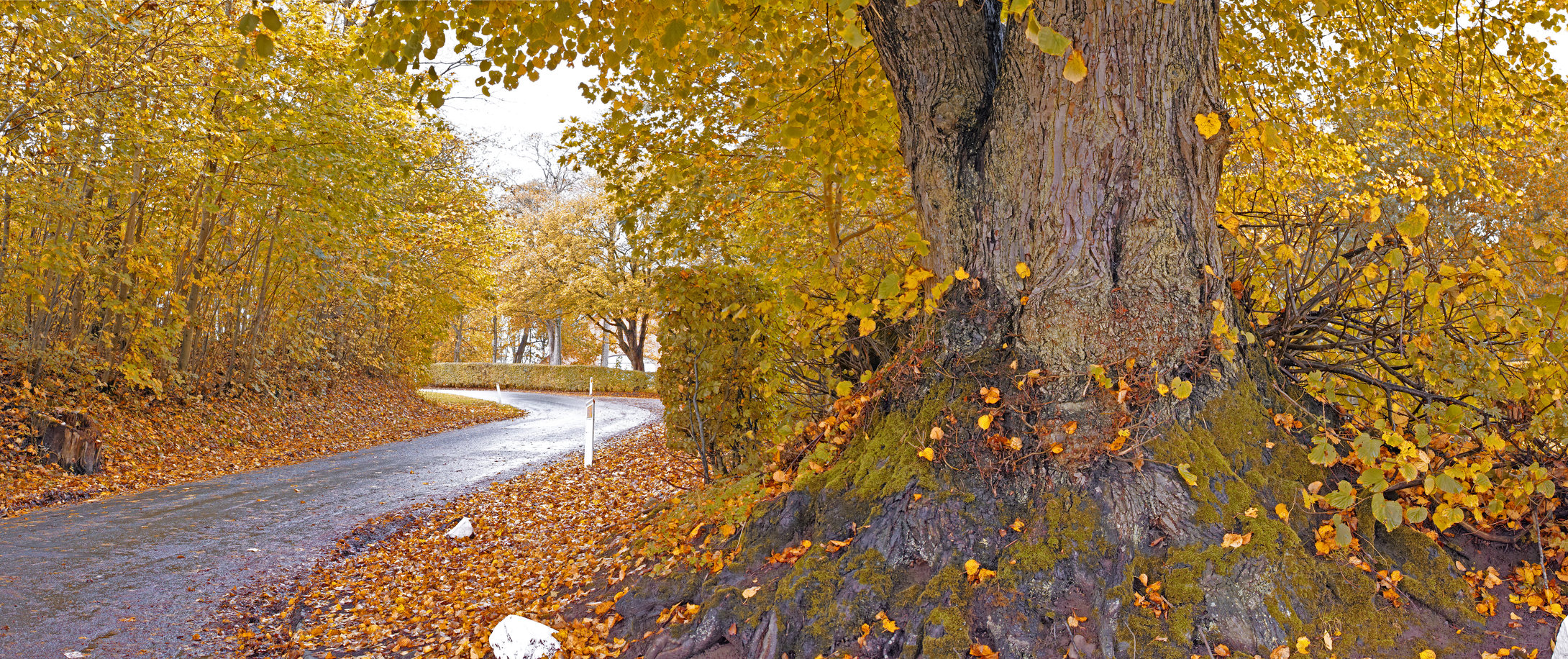 Buy stock photo Landscape view of tar road street leading through autumn beech tree forest in Norway. Scenic rural countryside of nature woods in environmental conservation reserve. Travel through zen mother nature