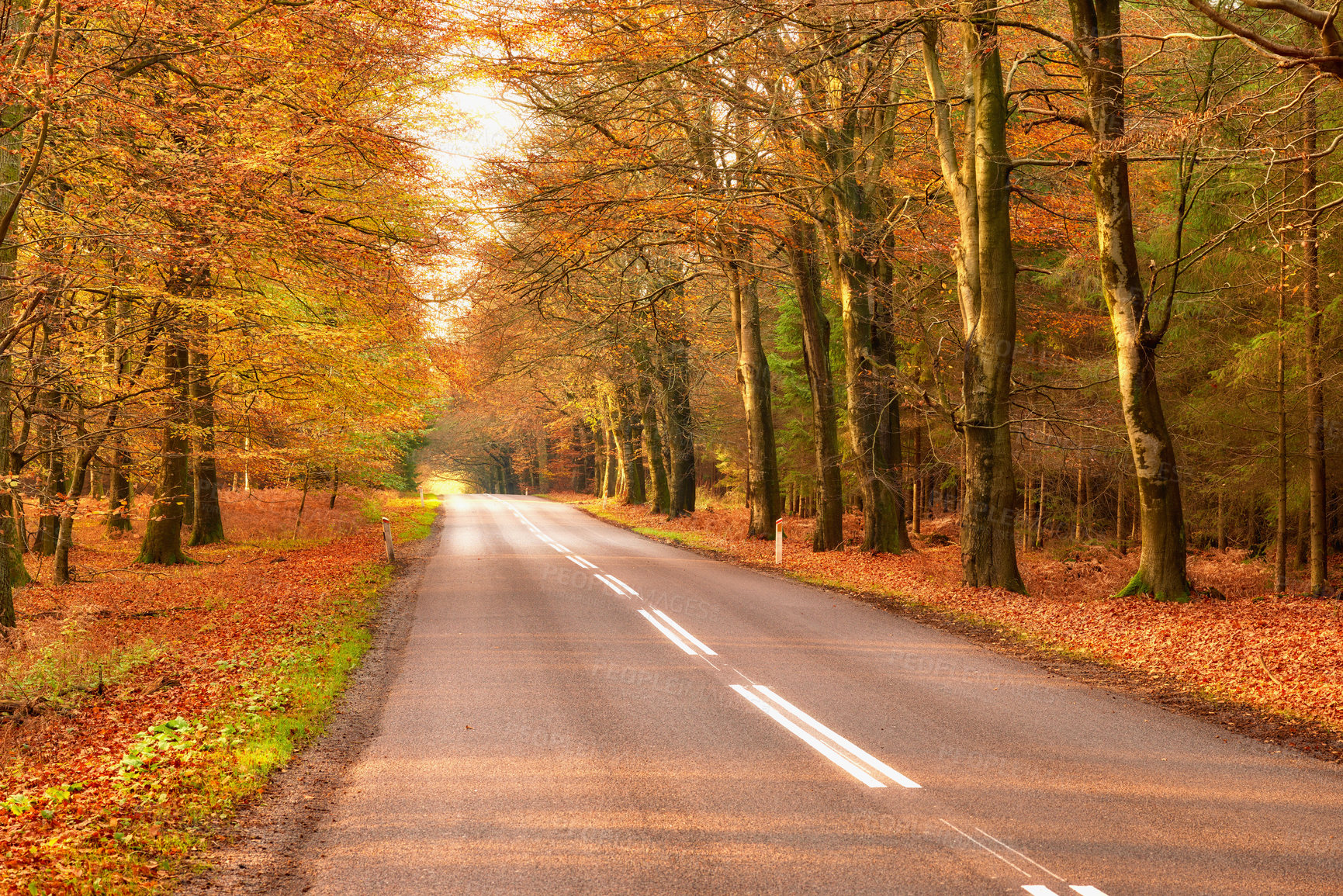 Buy stock photo View of a scenic road and trees in a forest leading to a secluded area during autumn. Woodland surrounding an empty street on the countryside. Deserted forest or woods along a quiet highway in fall