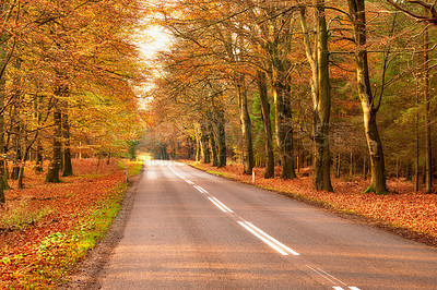 Buy stock photo View of a scenic road and trees in a forest leading to a secluded area during autumn. Woodland surrounding an empty street on the countryside. Deserted forest or woods along a quiet highway in fall