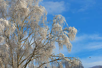 Buy stock photo Copy space with tree branches covered in snow against a cloudy blue sky background with copy space outdoors. Ice frozen on long bare twigs in the woods during frosty weather in the cold winter season