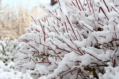 Buy stock photo Closeup of tree branches covered in white snow outdoors. Ice frozen on bare twigs in the woods during frosty weather in the cold winter season. Background of icy cool texture of fresh snowfall
