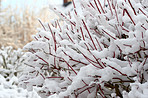 Winter dressed in snow and frost