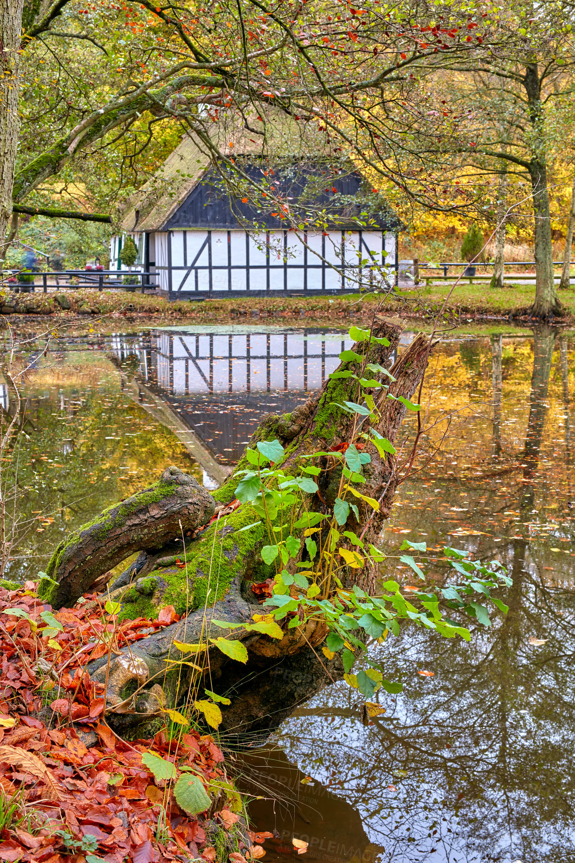 Buy stock photo Beautiful park with a lake during autumn with yellow leaves and plants outdoors in nature. Children's house near bright and vibrant foliage reflected in pond water in a peaceful location