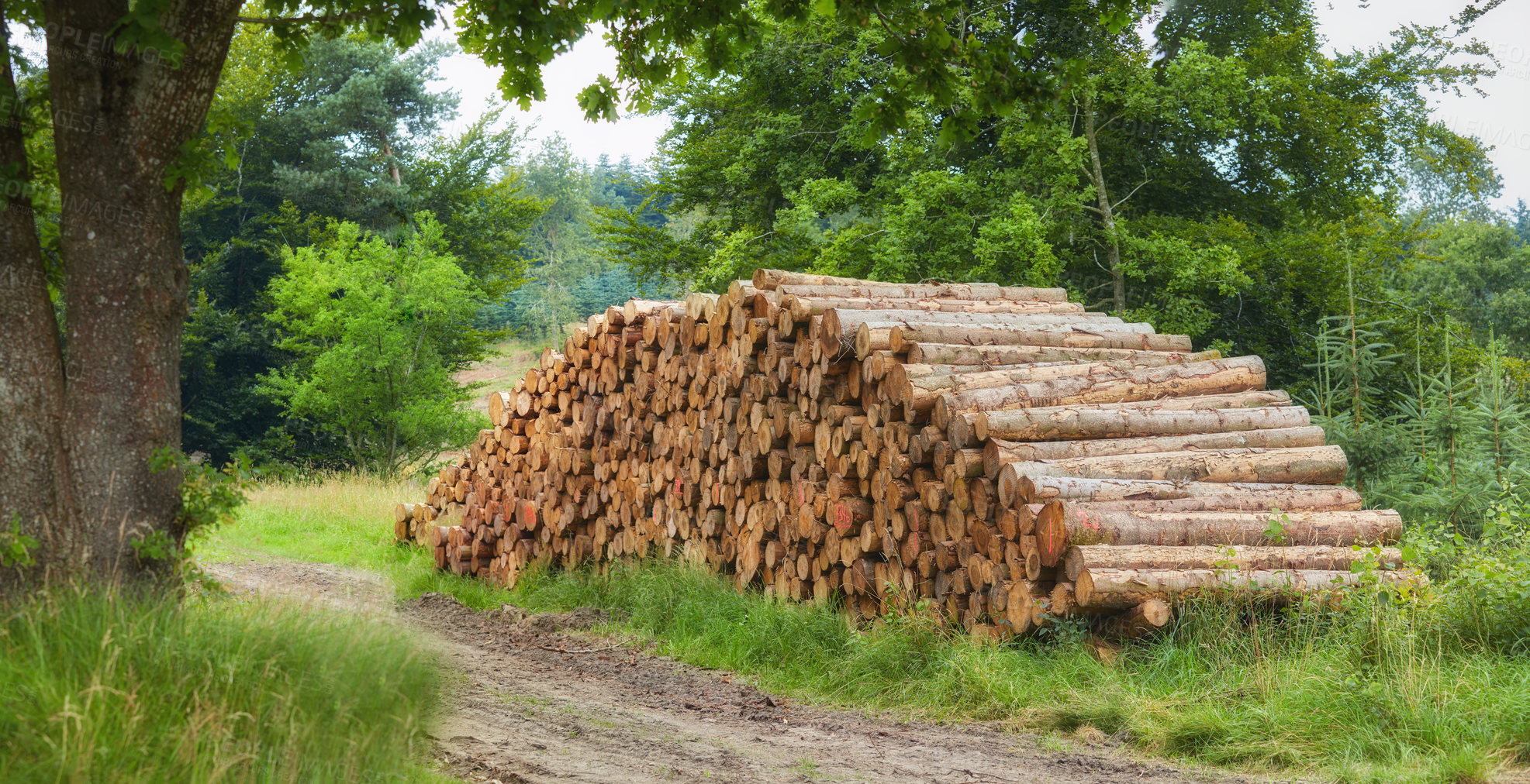Buy stock photo Chopped tree logs piled in a forest. Collecting big dry stumps of timber and split hardwood material for firewood and the lumber industry. Rustic landscape with deforestation and felling in the woods