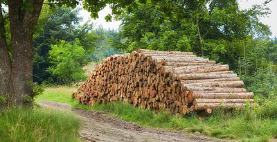 Buy stock photo Chopped tree logs piled in a forest. Collecting big dry stumps of timber and split hardwood material for firewood and the lumber industry. Rustic landscape with deforestation and felling in the woods