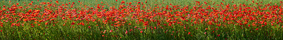 Buy stock photo A  photo of the countryside in early summer