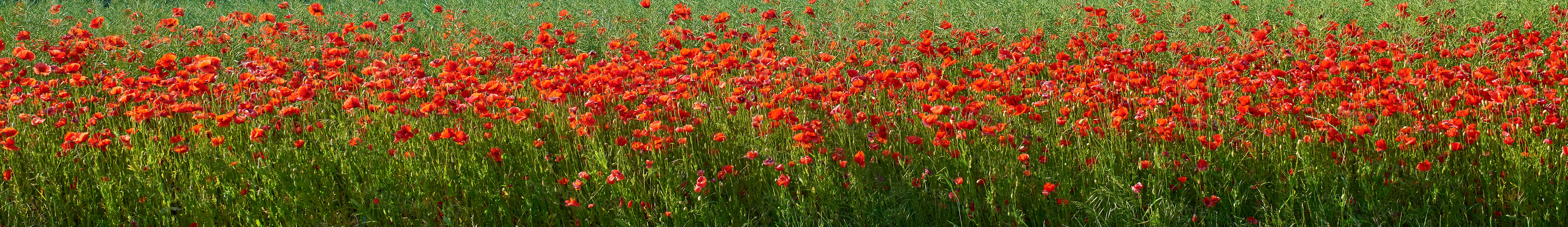 Buy stock photo A  photo of the countryside in early summer