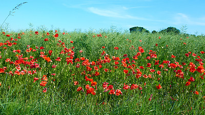 Buy stock photo A  photo of the countryside in early summer
