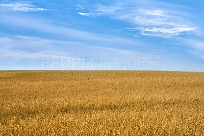 Buy stock photo Wheat field, farming and blue sky with clouds for countryside, landscape or eco friendly background. Sustainability, growth and golden grass or grain development on empty farm in agriculture industry