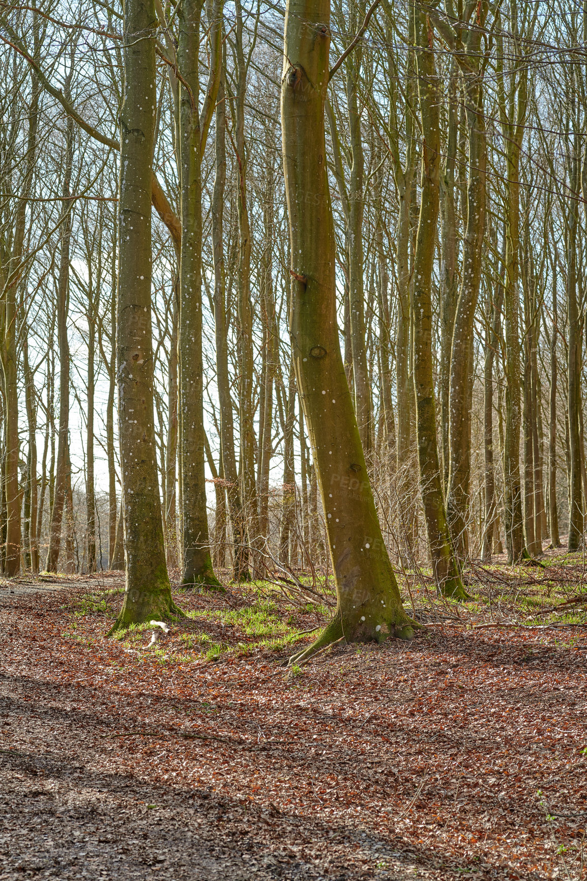 Buy stock photo Branches, nature and landscape of trees in field with grass for summer in countryside location. Outdoor, sustainable and growth of plants for natural and organic environment with travel n Denmark.