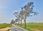 Avenue in the countryside