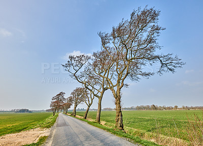 Buy stock photo Landscape of open road near leaning trees due to strong winds. A beautiful windy summer day with roadway or route near land covered by grass, pasture, or meadow. Peaceful traveling path for vacation