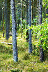 Wild pine forest 