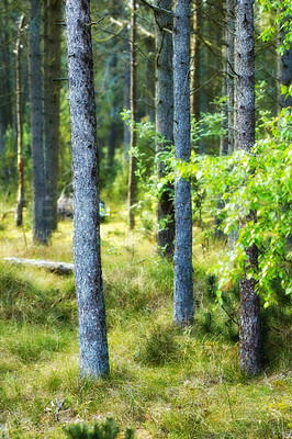 Buy stock photo Wild pine trees growing in a forest with green plants. Scenic landscape of tall and thin wooden trunks with bare branches in nature during autumn. Uncultivated and wild shrubs growing in the woods