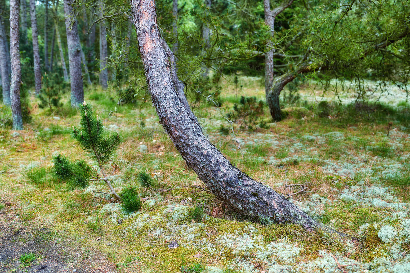 Buy stock photo Pine trees growing in a forest with green plants. Scenic landscape of tall and thin wooden trunks with bare branches in nature during autumn. Uncultivated and wild shrubs growing in the woods