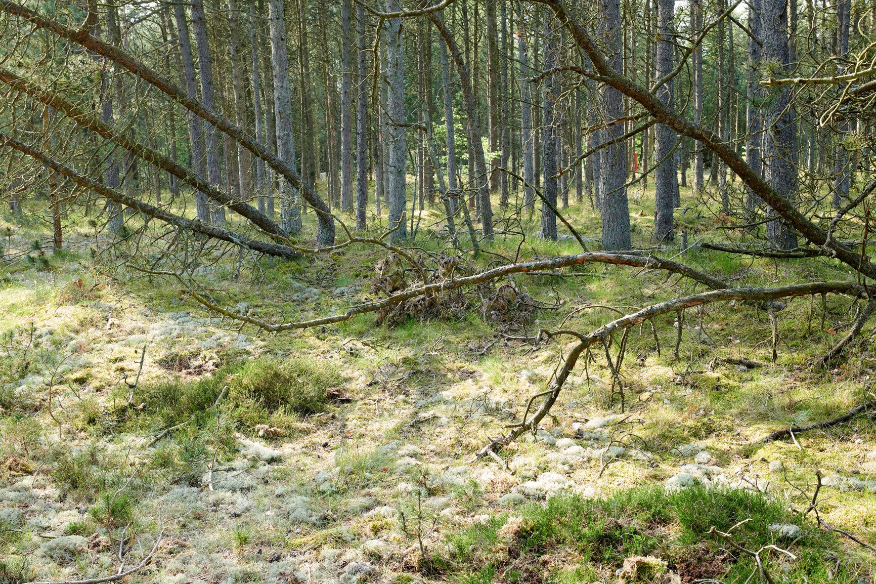 Buy stock photo Fallen pine trees after a storm or strong wind leaning and damaged in a forest. Landscape of many leafless branches in nature. Uncultivated vegetation and shrubs growing in a secluded environment