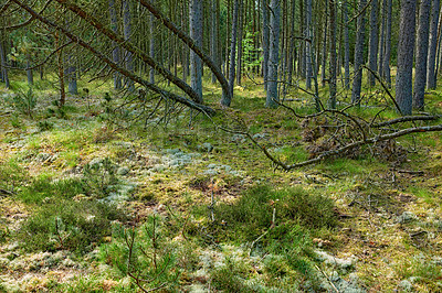 Buy stock photo Fallen pine trees after a storm or strong wind leaning and damaged in a forest. Landscape of many leafless branches in nature. Uncultivated vegetation and shrubs growing in a secluded environment