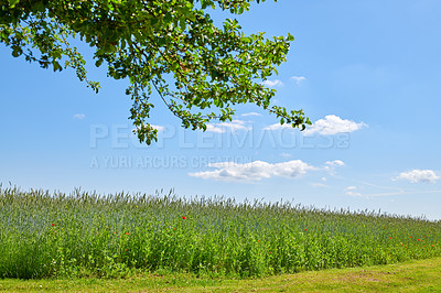 Buy stock photo Farmland in springtime - lots of copy space