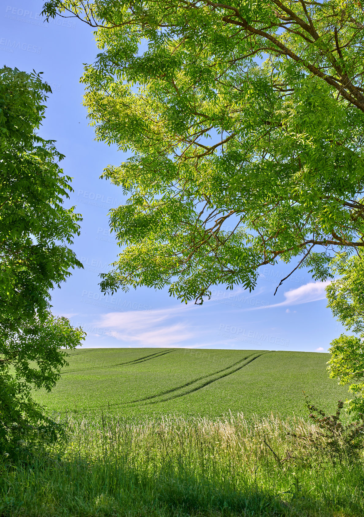 Buy stock photo Rolling Green fields and blue sky framed by trees - lots of copy space