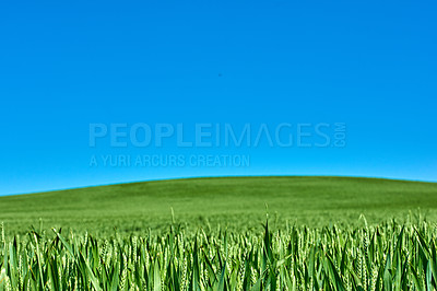 Buy stock photo Green fields and blue sky in spring and early summer