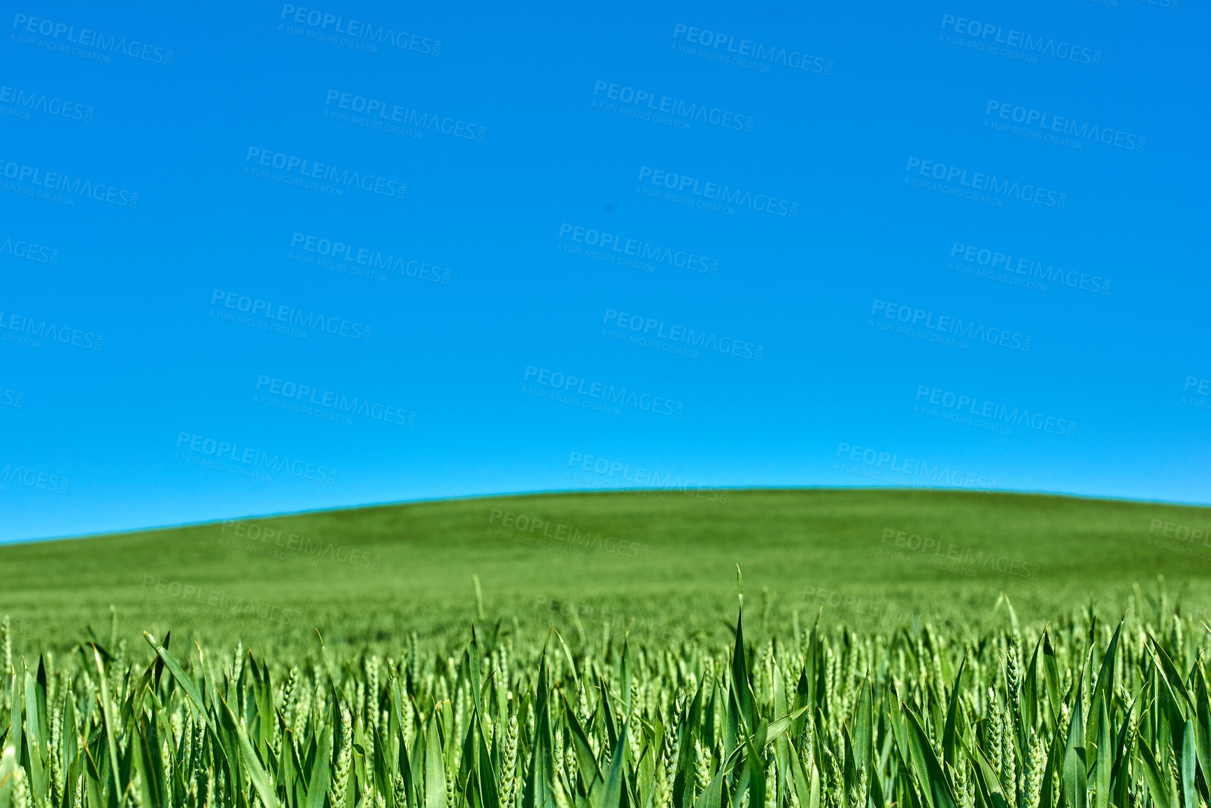 Buy stock photo Green fields and blue sky in spring and early summer