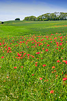 Wheat fields with poppies in early summer