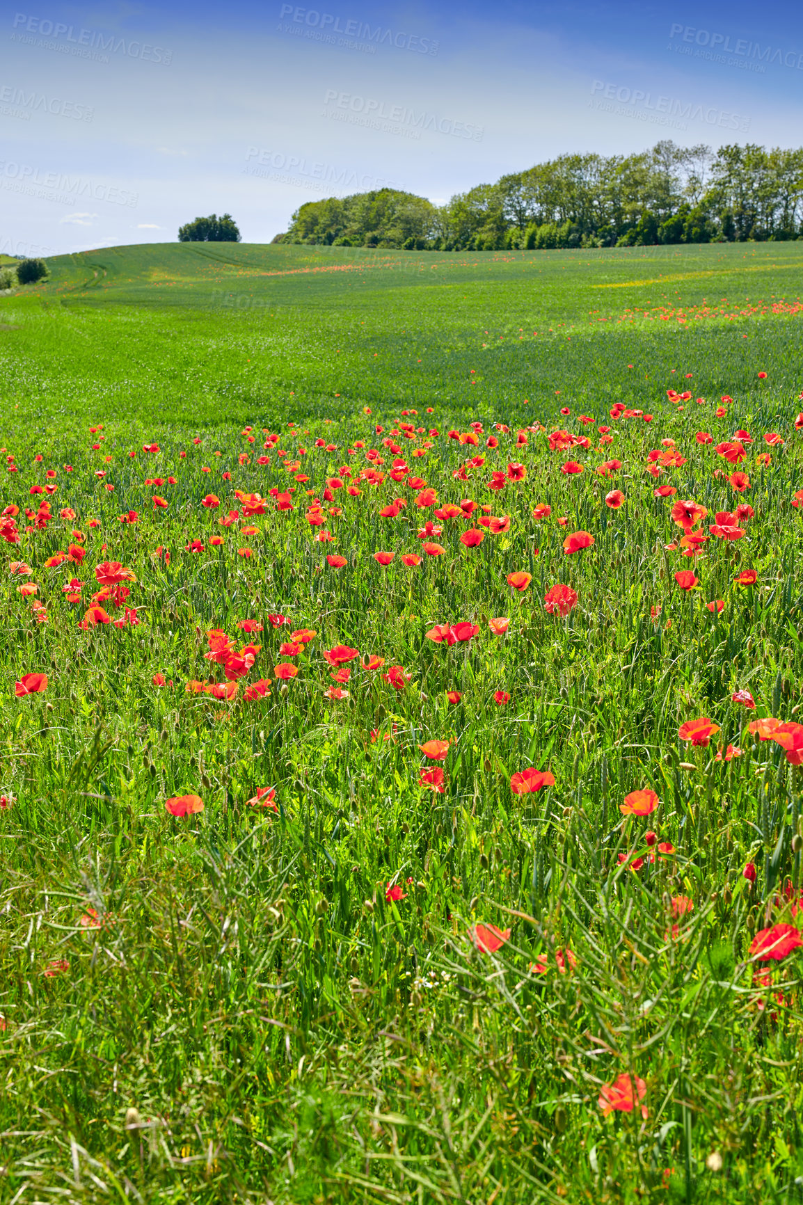 Buy stock photo Nature, grass and red flowers outdoor in field for growth, agriculture or sustainability. Farm, organic and poppies with plants for horticulture in countryside for natural environment in Denmark.