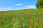 Poppies in the countryside in early summer