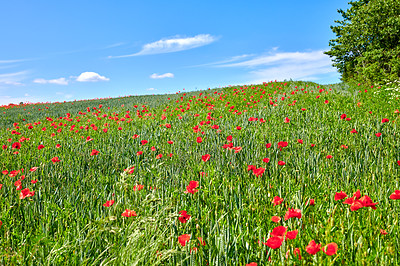 Buy stock photo A  photo of poppies in the countryside in early summer